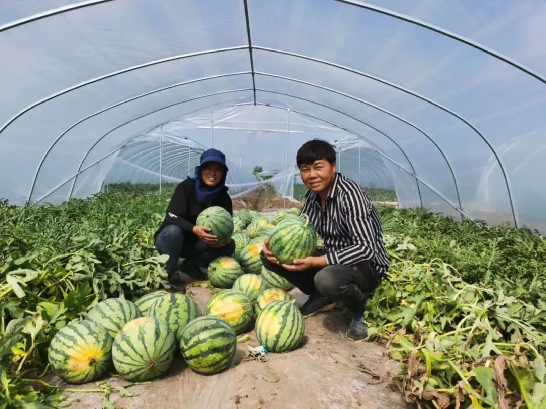 北方地区种植什么赚钱_北方种植什么利润大_北方种植致富项目