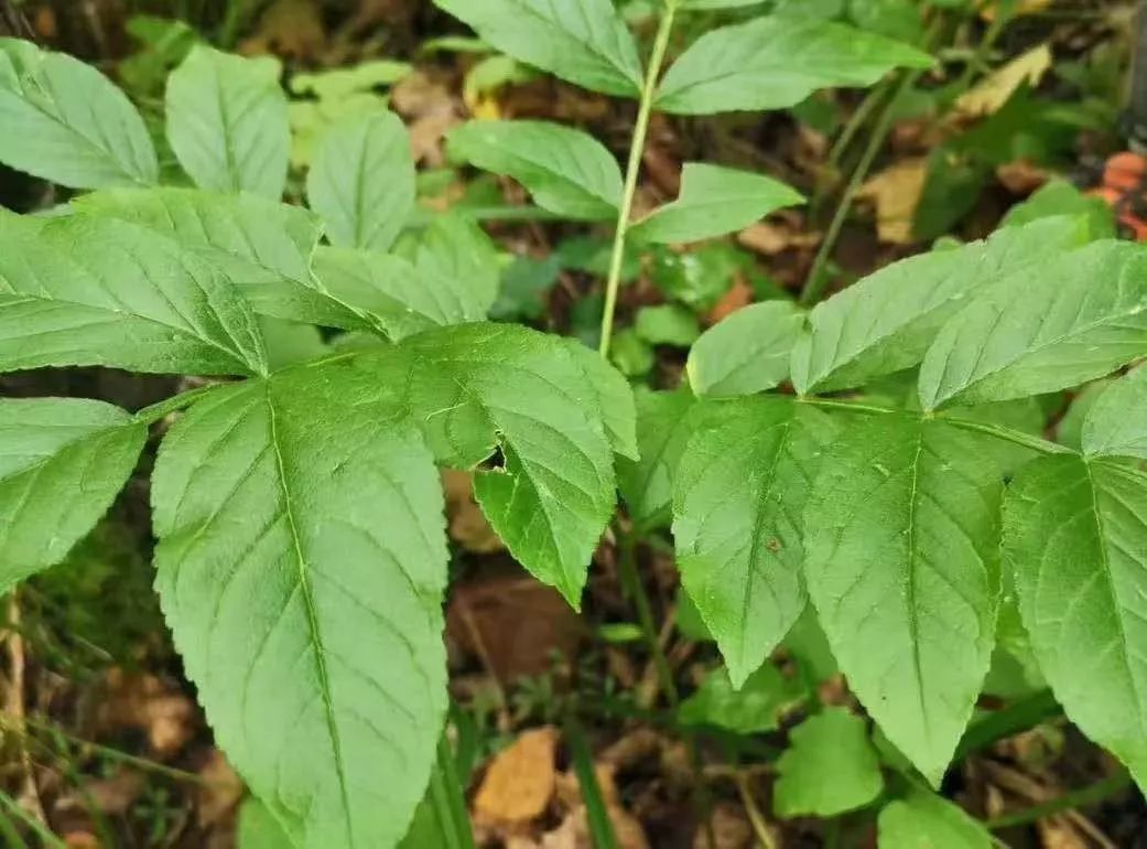 北方地区种植什么赚钱_致富北方种植项目有哪些_北方种植致富项目