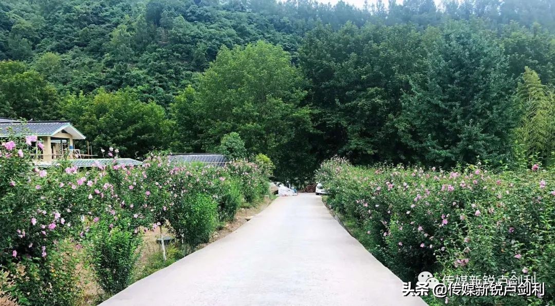 陕南中药材种植_陕西种植什么药材最赚钱_陕南种植药材致富