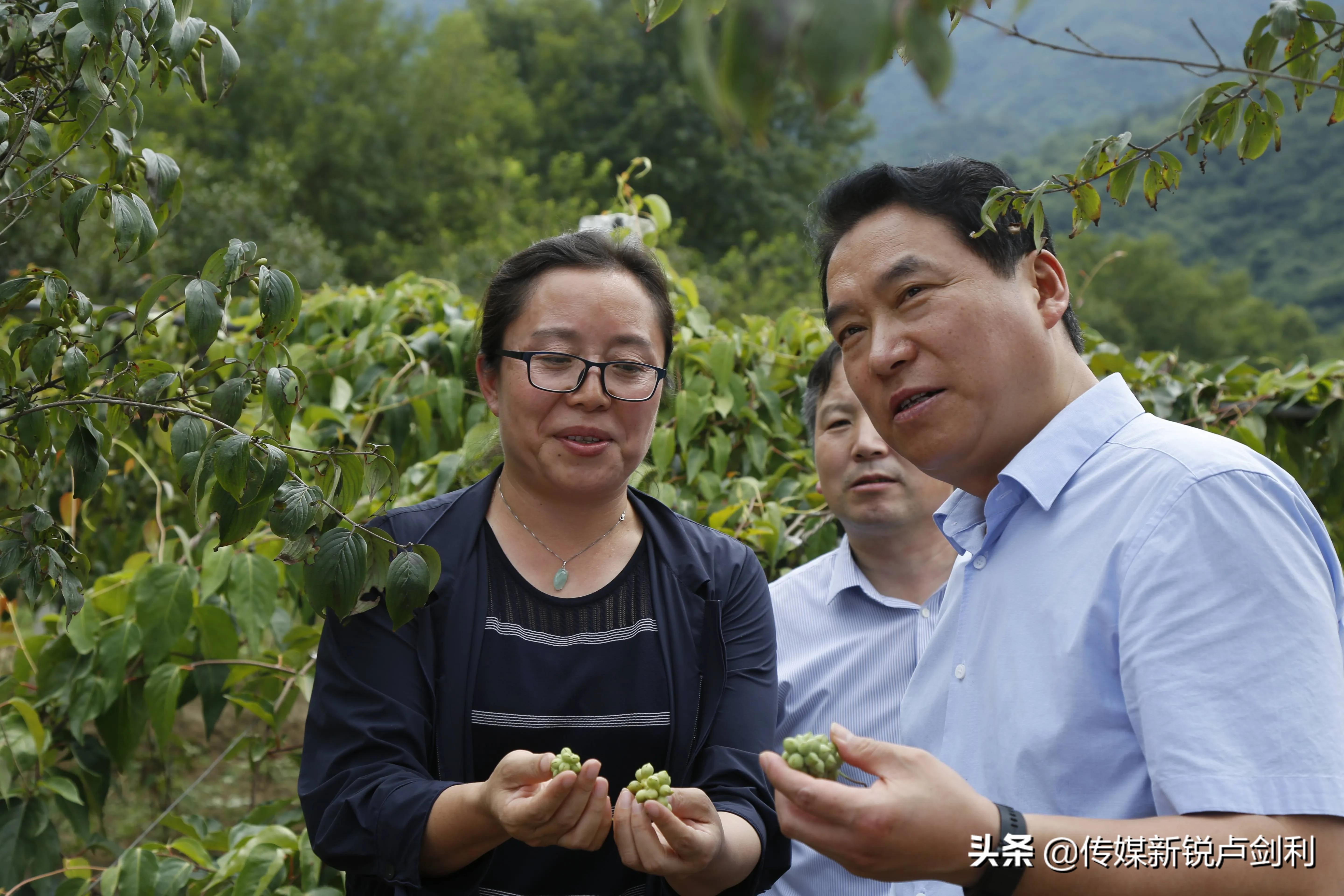 陕南种植药材致富_陕西种植什么药材最赚钱_陕南中药材种植