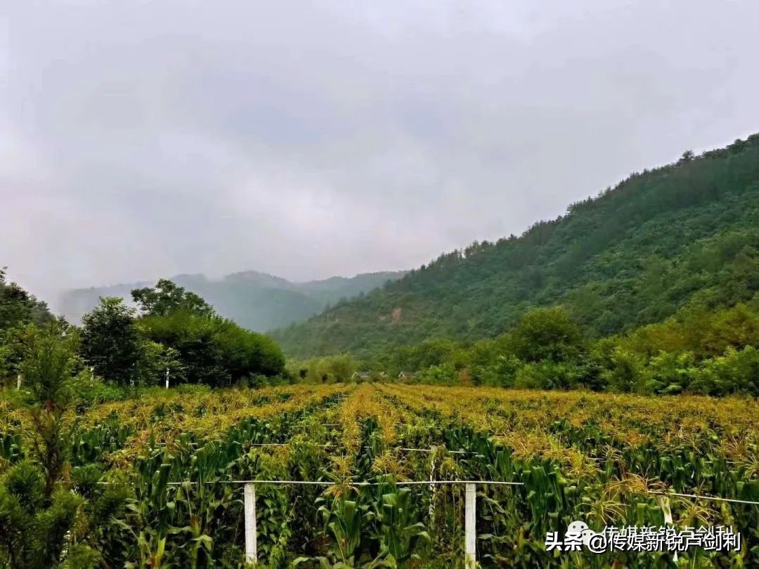 陕南中药材种植_陕南种植药材致富_陕西种植什么药材最赚钱