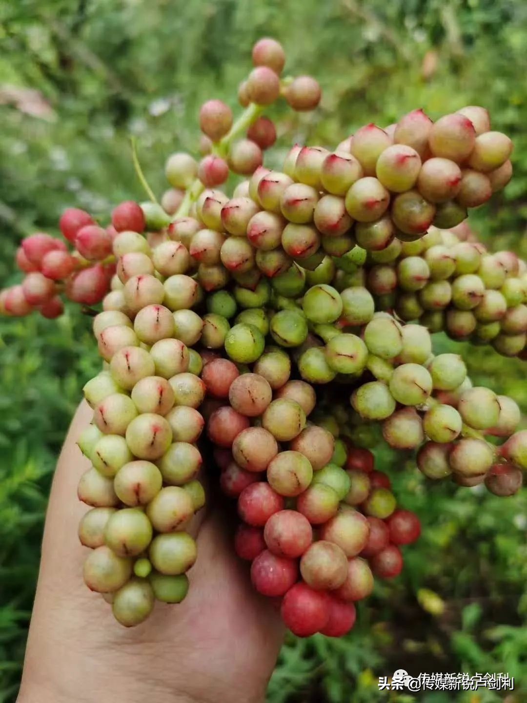 陕西种植什么药材最赚钱_陕南中药材种植_陕南种植药材致富