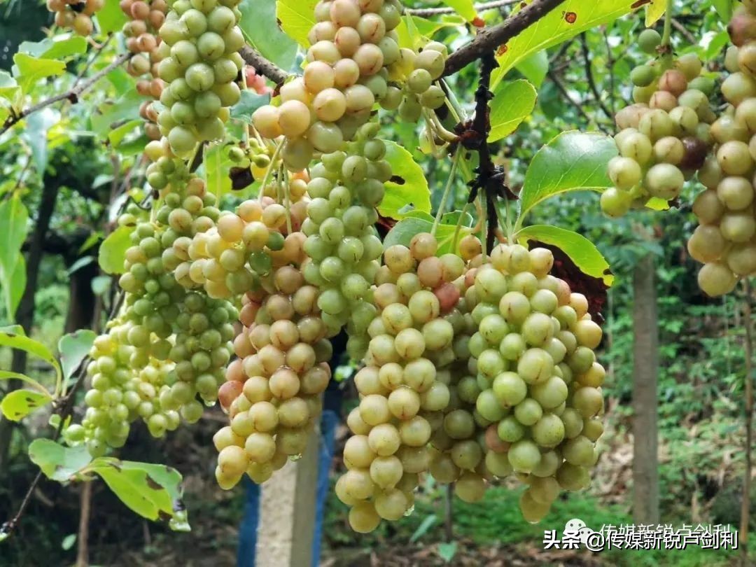 陕南种植药材致富_陕西种植什么药材最赚钱_陕南中药材种植