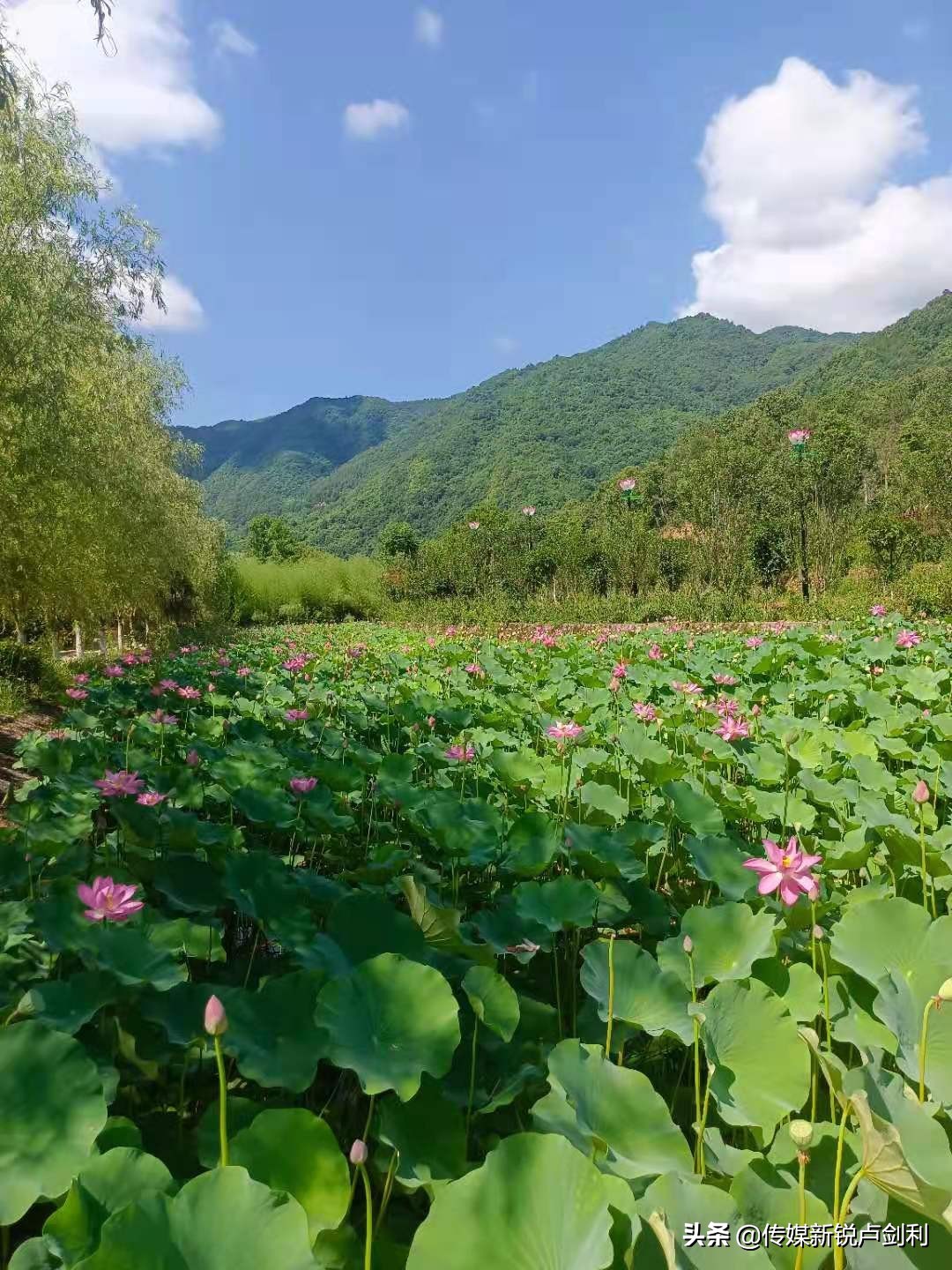 陕南中药材种植_陕南种植药材致富_陕西种植什么药材最赚钱