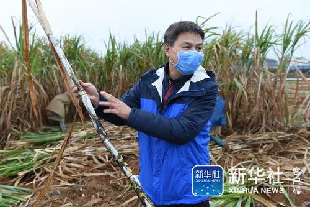 致富甘蔗种植农村图片大全_致富经甘蔗种植视频_农村种植甘蔗致富