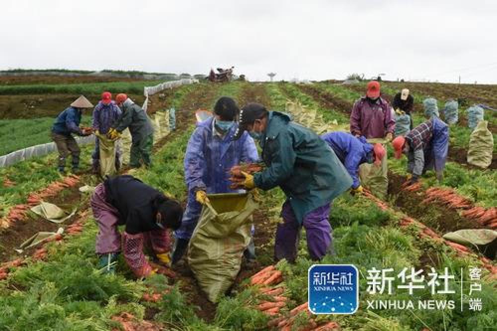 致富甘蔗种植农村图片大全_农村种植甘蔗致富_致富经甘蔗种植视频