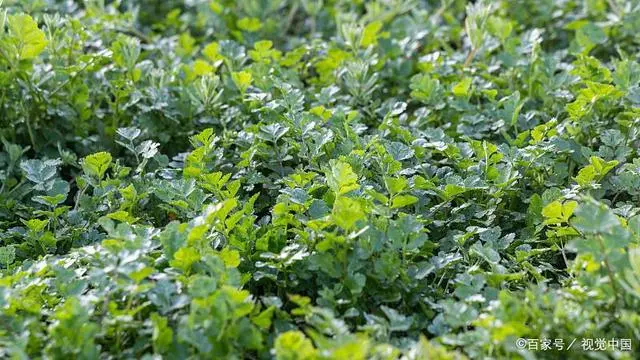 农村种植蔬菜致富方案_致富经蔬菜种植_种植蔬菜能发家致富吗吗