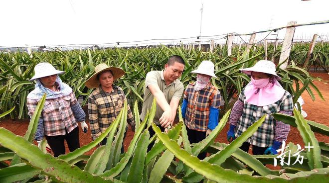 湛江农垦广前公司名优水果基地陈晓军：植根农场沃土 火龙果带旺“火”日子