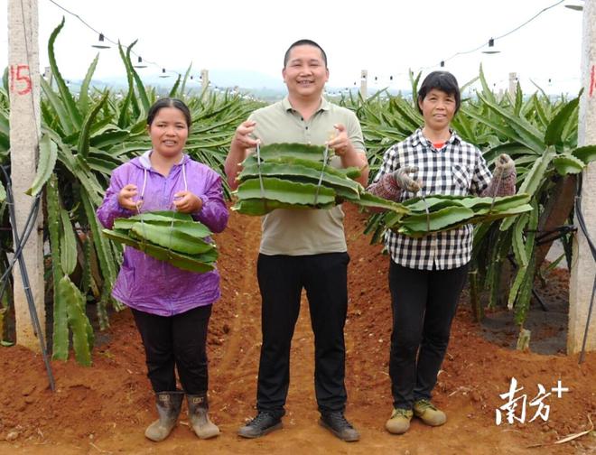 种植甘蔗致富能手_致富甘蔗种植农村视频_农村种植甘蔗致富