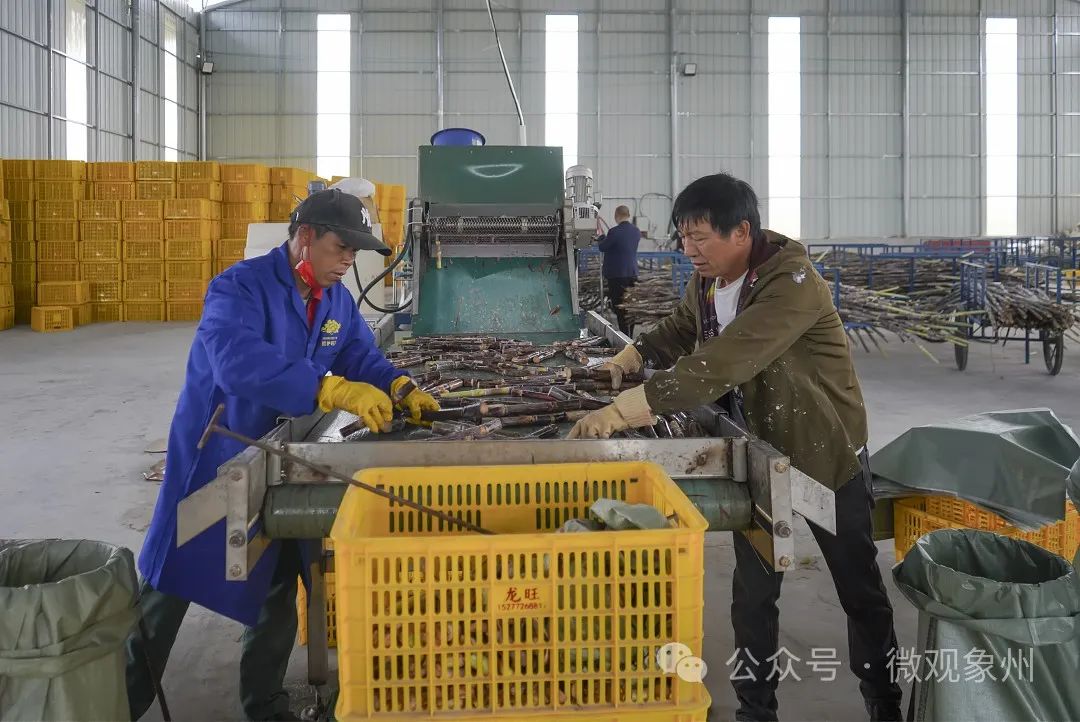 甘蔗种植赚钱吗_农村种植甘蔗致富_致富经甘蔗种植视频