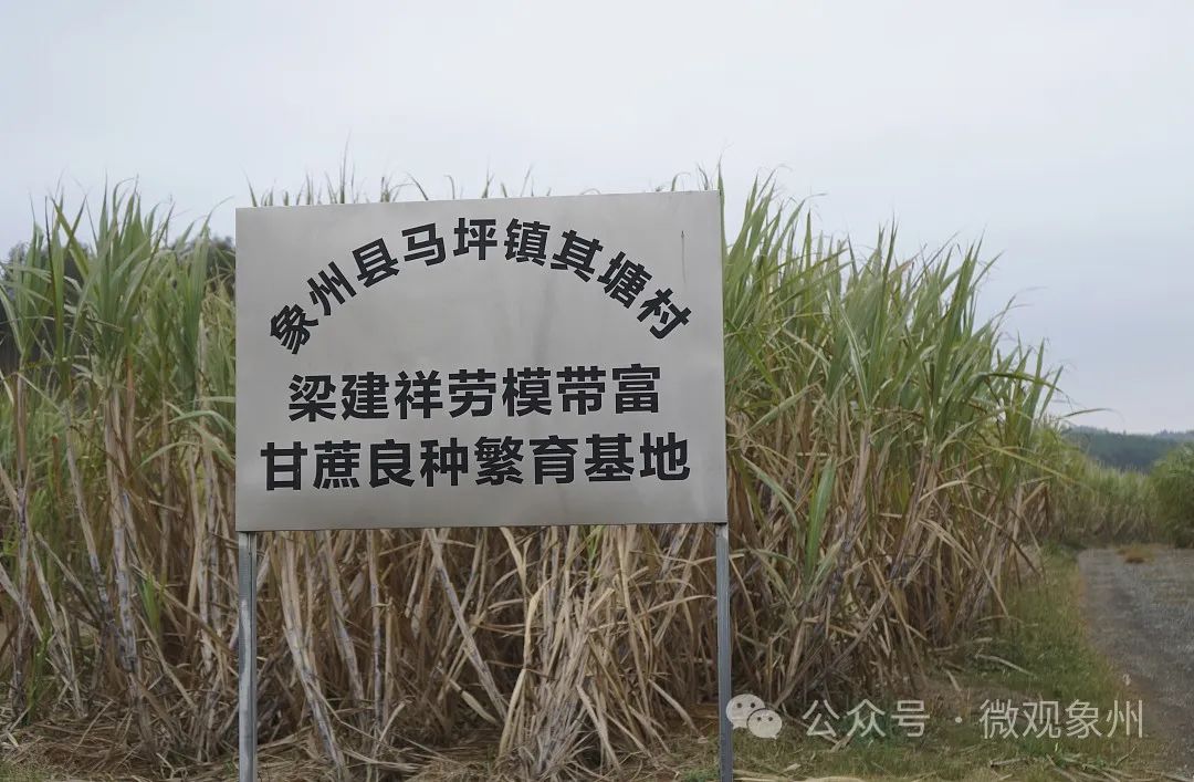 甘蔗种植赚钱吗_致富经甘蔗种植视频_农村种植甘蔗致富