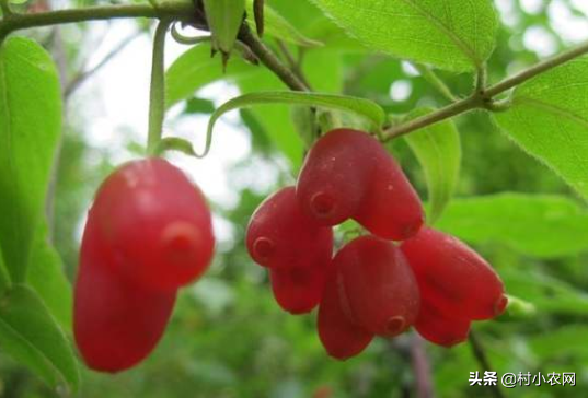 致富经果树种植视频_种植致富的果子_致富果子种植方法