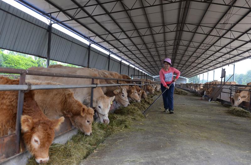 特种肉牛养殖技术_专业肉牛养殖_特种养殖肉牛技术视频