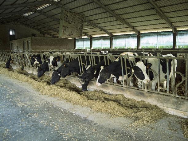 特种养殖肉牛技术视频_特种肉牛养殖技术_专业肉牛养殖