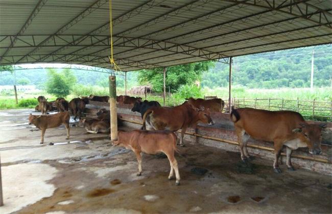 专业肉牛养殖_特种肉牛养殖技术_特种养殖肉牛技术视频