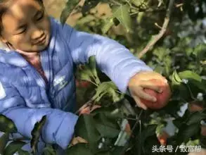 大棚里的致富经_大棚致富种植技术_致富经大棚种菜技术