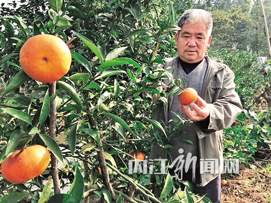 致富稻田养甲鱼水里加什么_致富经水稻田里养甲鱼_致富稻田养甲鱼水里养什么