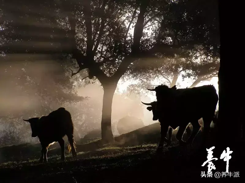 特种肉牛养殖技术_特种畜禽养殖_特种养殖肉牛技术视频