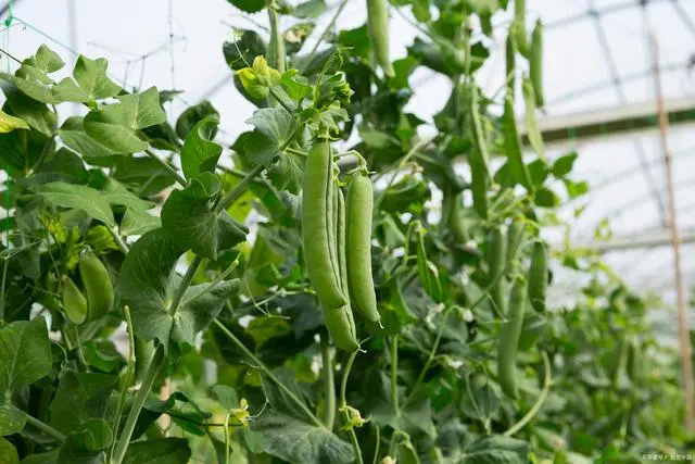 种植蔬菜能发家致富吗吗_致富经蔬菜种植_致富经种蔬菜种出千万财富