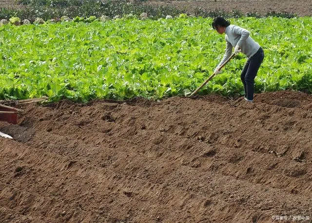 致富经蔬菜种植_种植蔬菜能发家致富吗吗_致富经种蔬菜种出千万财富