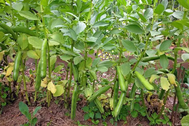 致富经蔬菜种植_种植蔬菜能发家致富吗吗_致富经种蔬菜种出千万财富