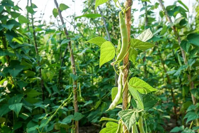 种植蔬菜能发家致富吗吗_致富经蔬菜种植_致富经种蔬菜种出千万财富