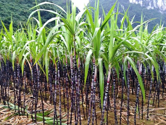 种植甘蔗致富能手_致富经甘蔗种植视频_农村种植甘蔗致富