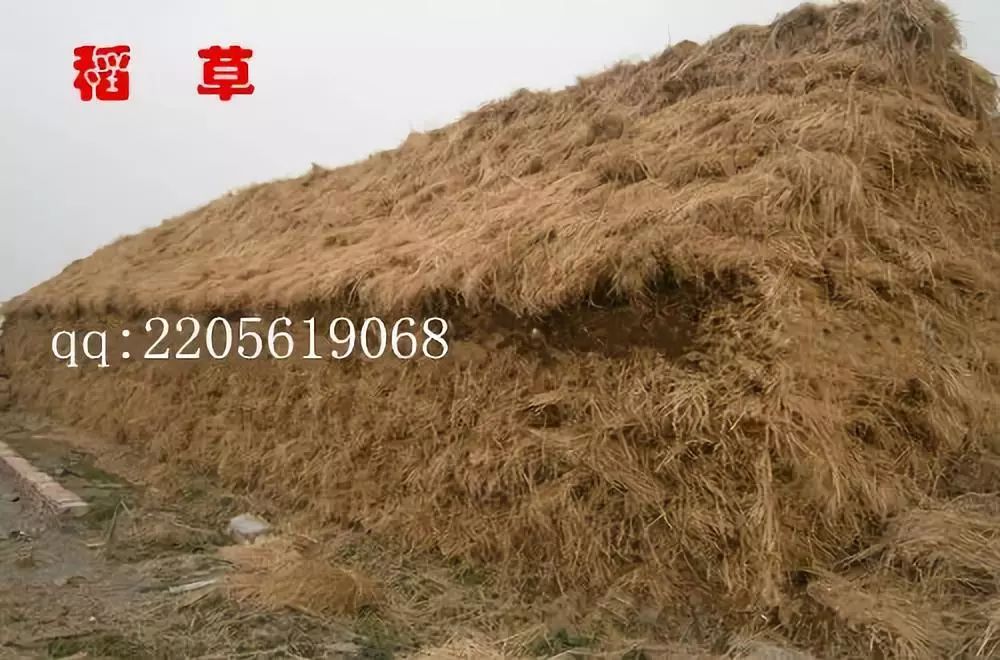 韩国食用菌种植技术_种植食用菌挣钱吗_种植食用菌前景怎么样