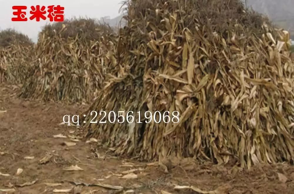 韩国食用菌种植技术_种植食用菌前景怎么样_种植食用菌挣钱吗