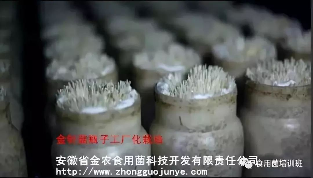 韩国食用菌种植技术_种植食用菌挣钱吗_种植食用菌前景怎么样