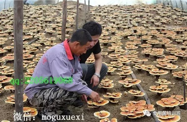 种植食用菌前景怎么样_种植食用菌挣钱吗_韩国食用菌种植技术