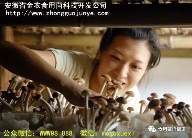 韩国食用菌种植技术_种植食用菌前景怎么样_种植食用菌挣钱吗