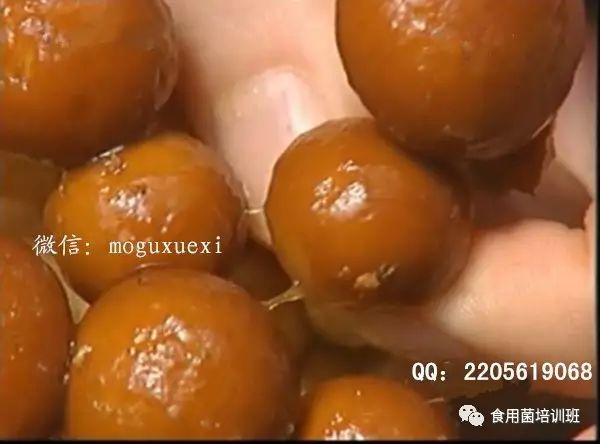 韩国食用菌种植技术_种植食用菌挣钱吗_种植食用菌前景怎么样