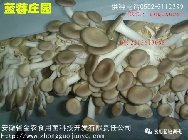 种植食用菌前景怎么样_种植食用菌挣钱吗_韩国食用菌种植技术