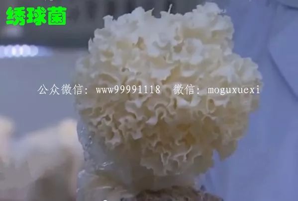 种植食用菌挣钱吗_韩国食用菌种植技术_种植食用菌前景怎么样