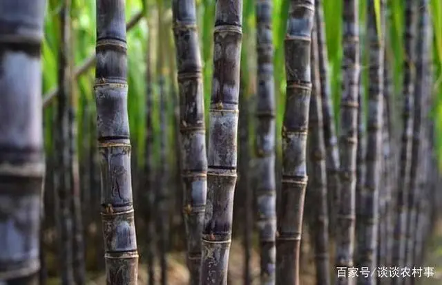 致富甘蔗种植农村视频_致富甘蔗种植农村图片大全_农村种植甘蔗致富