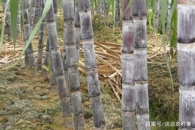 致富甘蔗种植农村视频_致富甘蔗种植农村图片大全_农村种植甘蔗致富