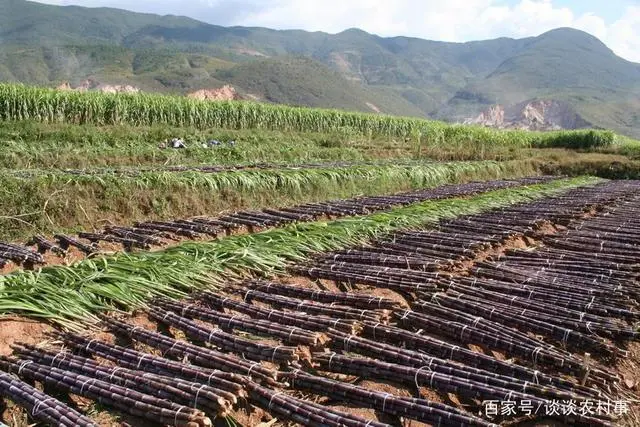 致富甘蔗种植农村视频_致富甘蔗种植农村图片大全_农村种植甘蔗致富