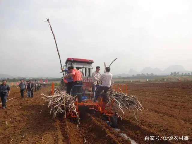 农村种植甘蔗致富_致富甘蔗种植农村视频_致富甘蔗种植农村图片大全