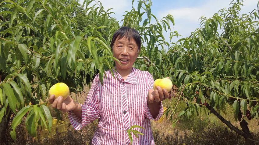 致富果树_种植致富的果子_致富果子种植技术视频