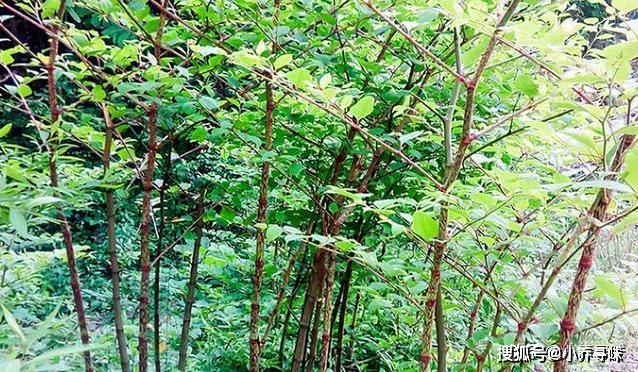 致富经甘蔗种植视频_甘蔗种植赚钱吗_农村种植甘蔗致富