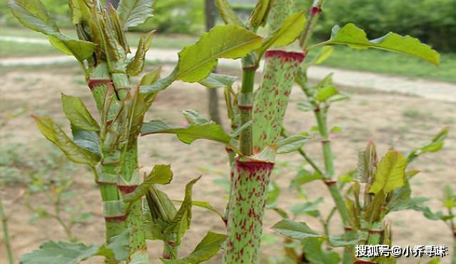 致富经甘蔗种植视频_农村种植甘蔗致富_甘蔗种植赚钱吗