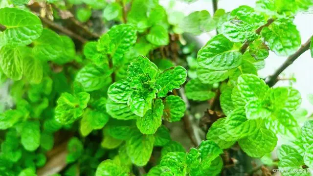 如何种植优质的薄荷？种植的方法与注意事项