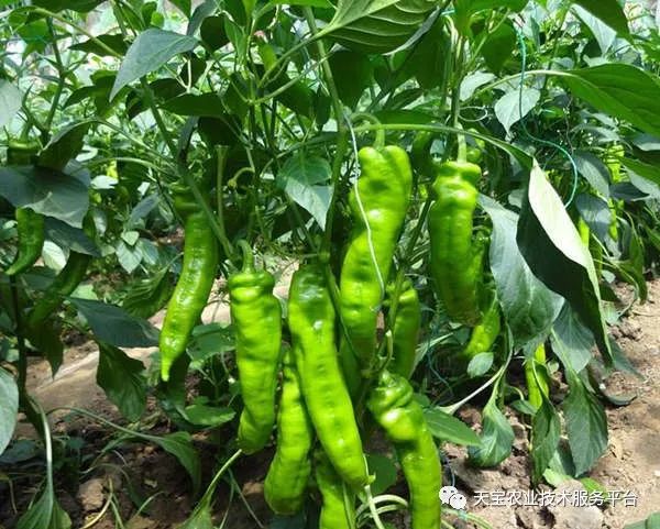 大棚种植新项目_大棚致富种植技术_大棚致富项目