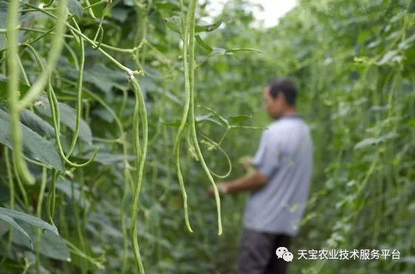 大棚种植新项目_大棚致富种植技术_大棚致富项目