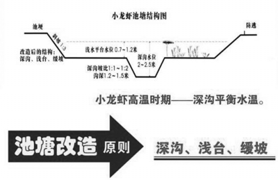 致富经养龙虾技术视频_创业致富经养殖小龙虾_致富龙虾养殖创业小组