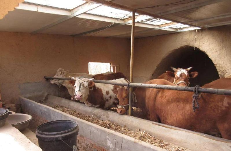 特种养殖业_特种肉牛养殖技术_特种畜禽养殖