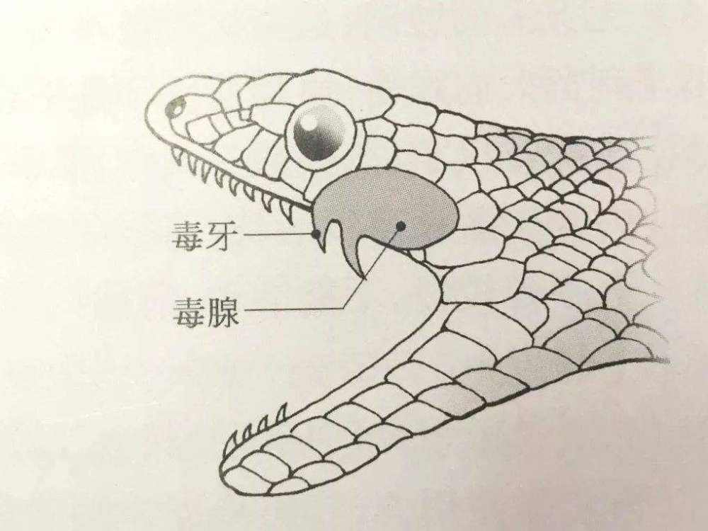 眼镜母蛇养殖技术_眼镜母蛇养殖技术_眼镜母蛇养殖技术