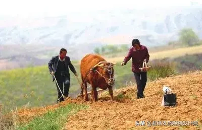 特种养殖前景_特种养殖肉牛技术视频_特种肉牛养殖技术