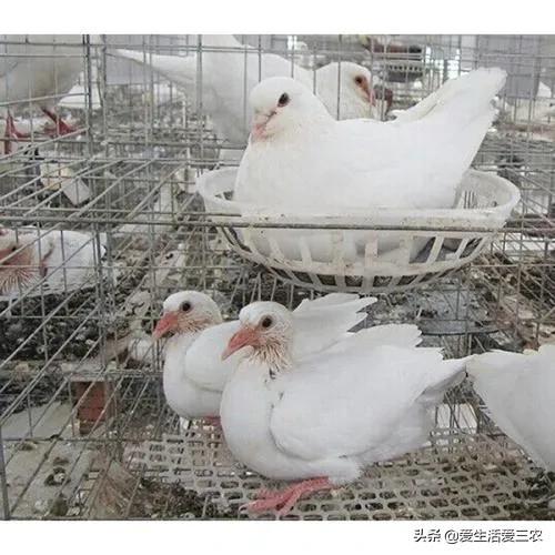 特种养殖肉牛技术视频_特种养殖业_特种肉牛养殖技术